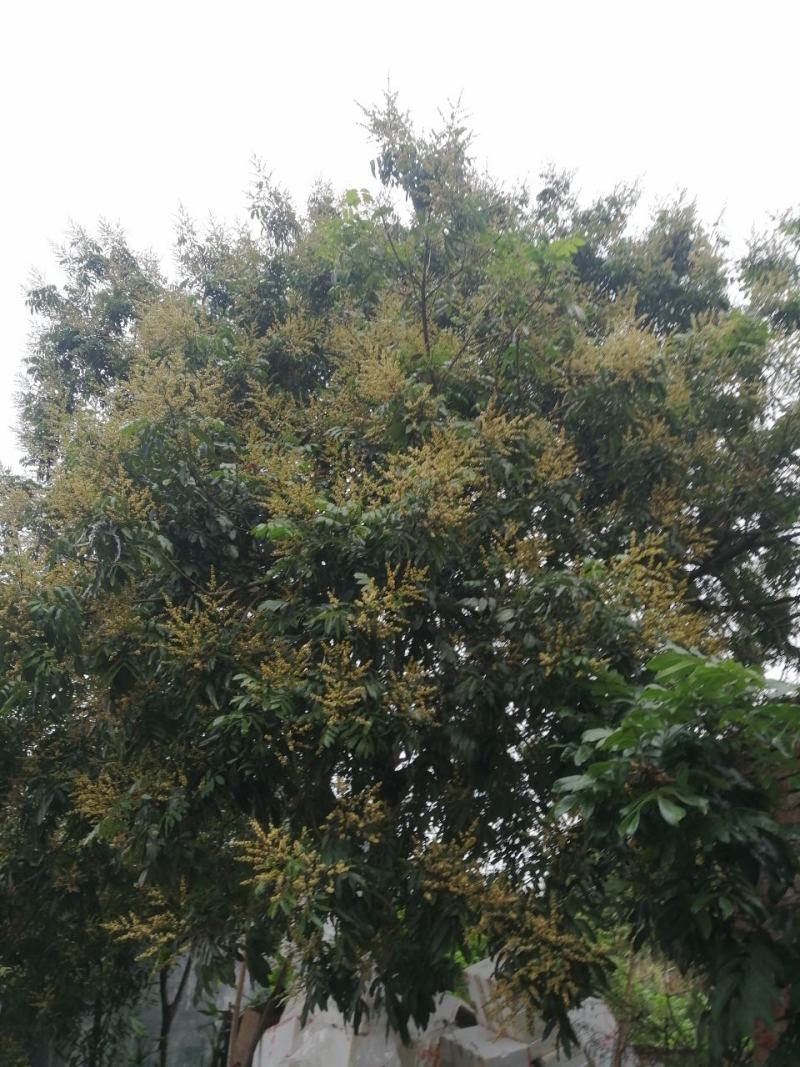纯真土蜂蜜
