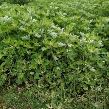 蕲艾苗艾草种苗蕲艾种苗蕲春李时珍故乡