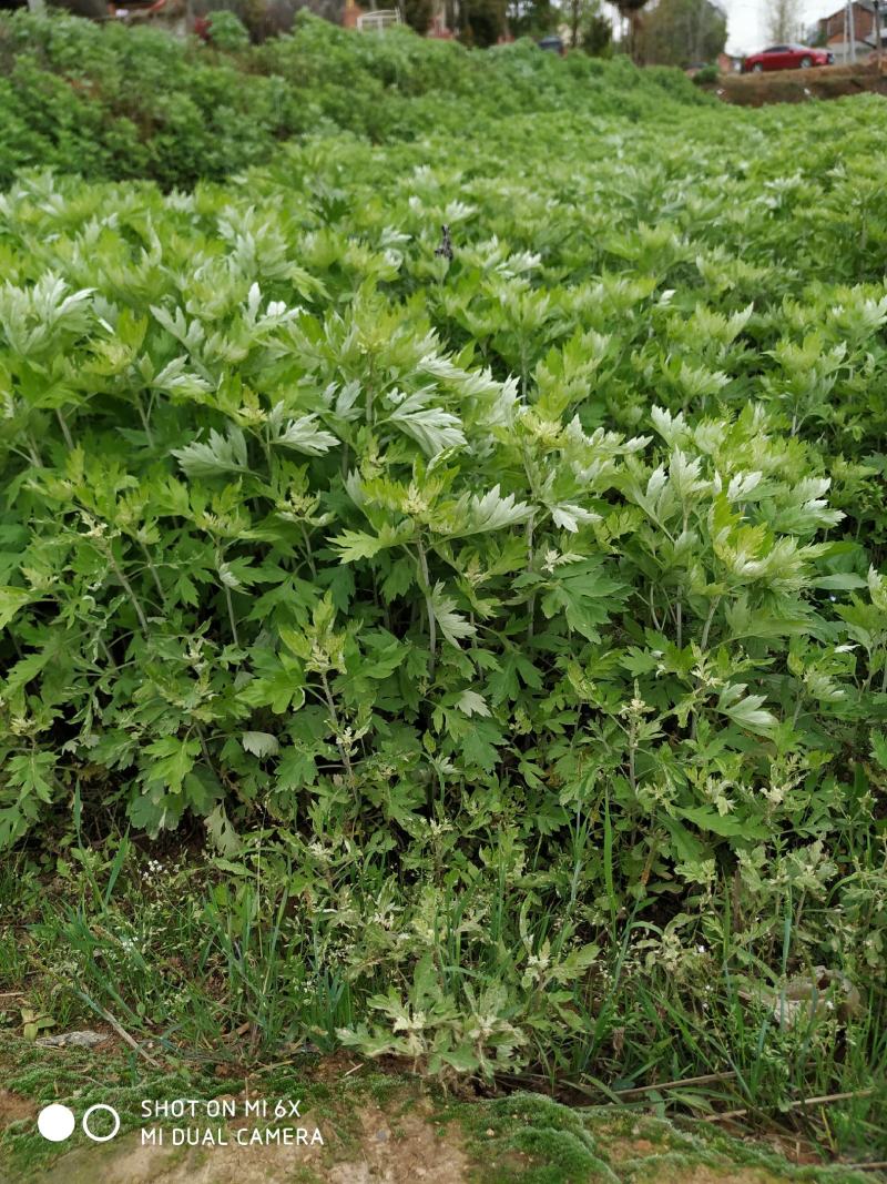 蕲艾苗艾草种苗蕲艾种苗蕲春李时珍故乡