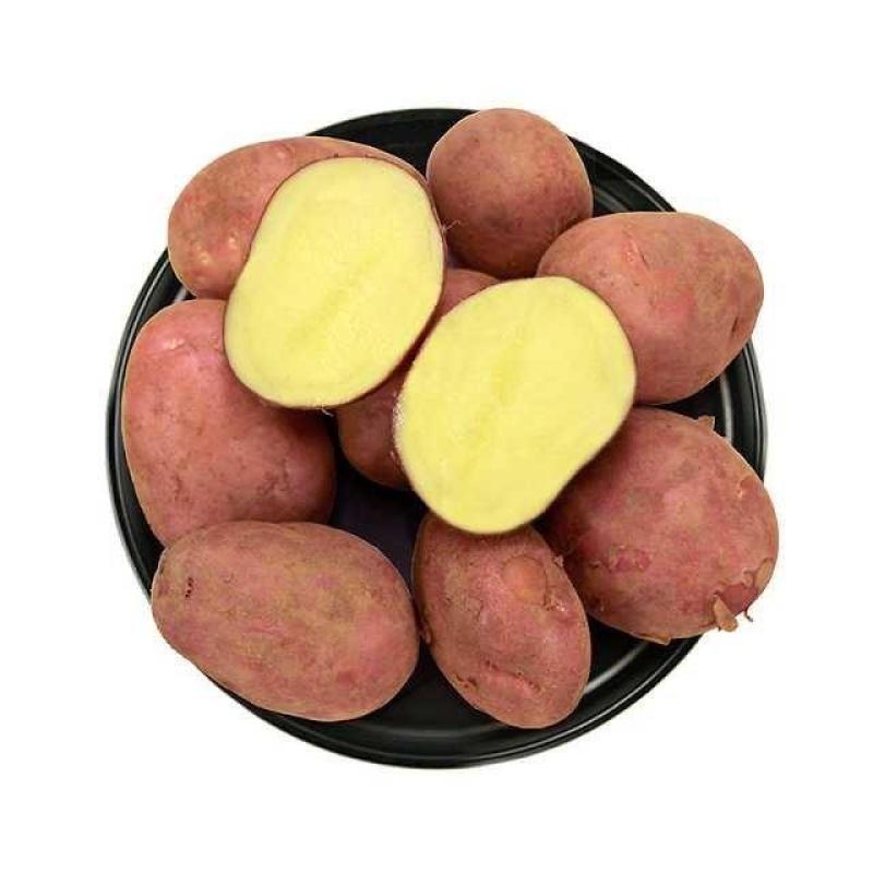【一件代发】山东新鲜黄心土豆红皮黄心土豆10斤装助农义卖