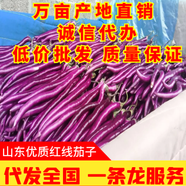 山东茄子红线茄子大量上市诚信实力代办产地代发一条龙