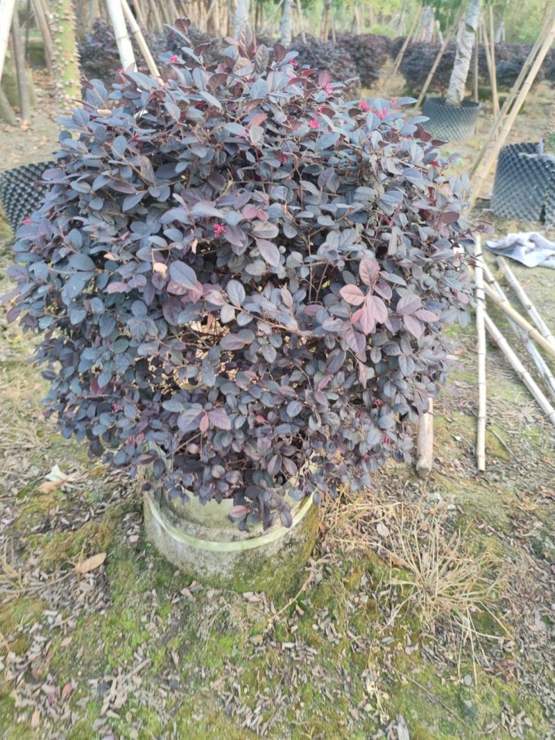 红继木