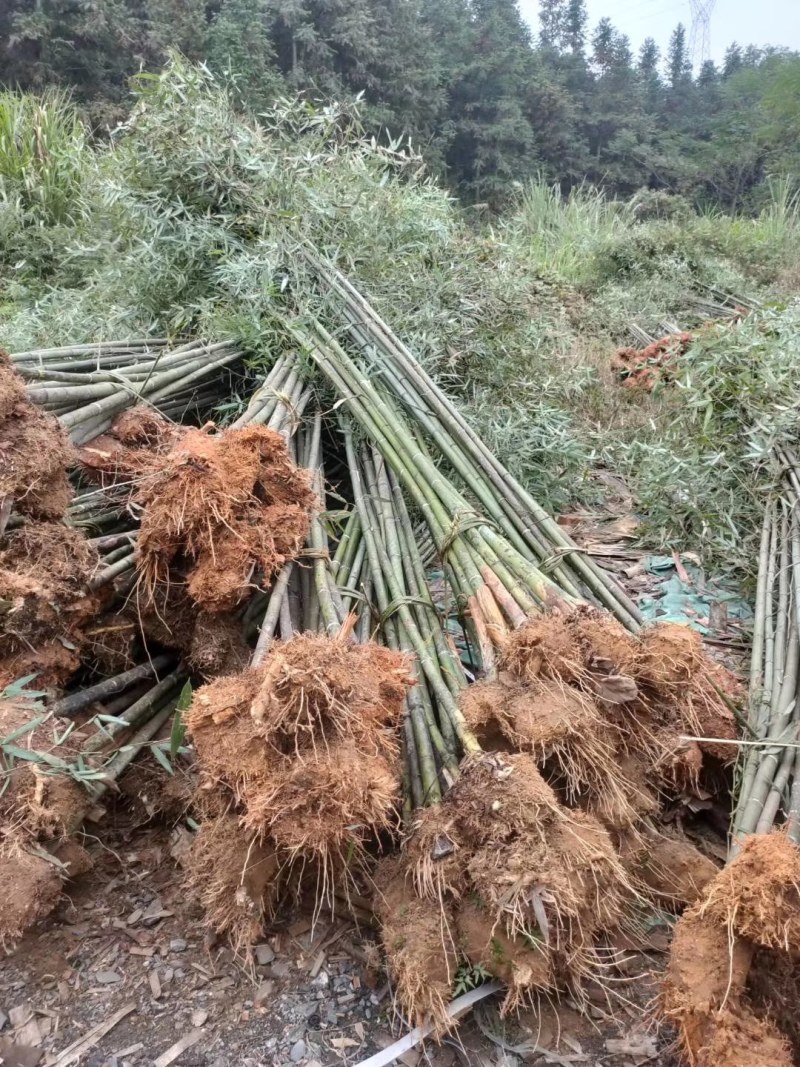 江西钢竹大量供应批发