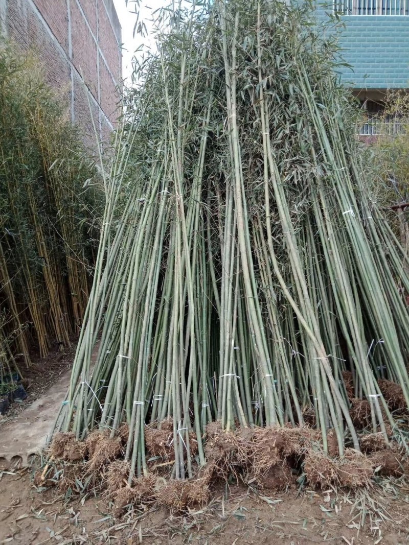 江西钢竹大量供应批发