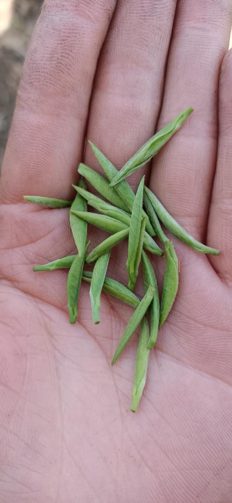 信阳毛尖，明前茶，发货中，雨前茶即将大量上市。