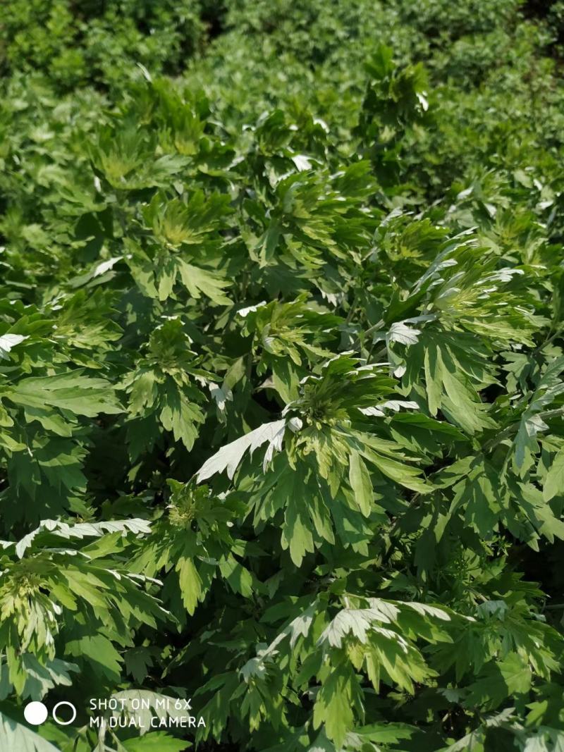 艾草艾根艾种蕲艾艾苗李时珍故乡蕲春