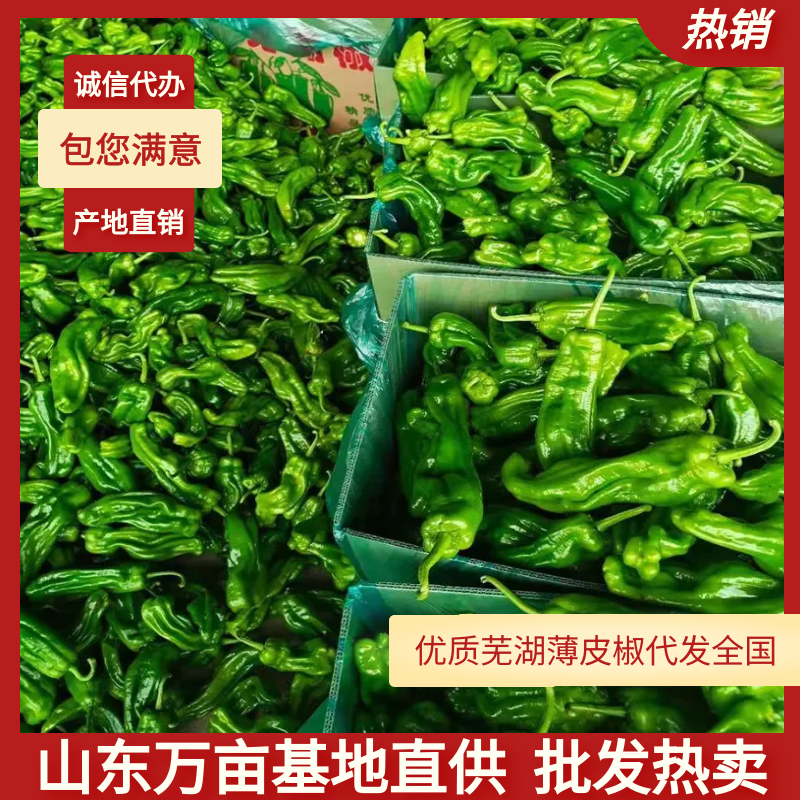 【荐】薄皮椒芜湖椒，鲜辣椒大量上市现货供应产地发货一条龙服务
