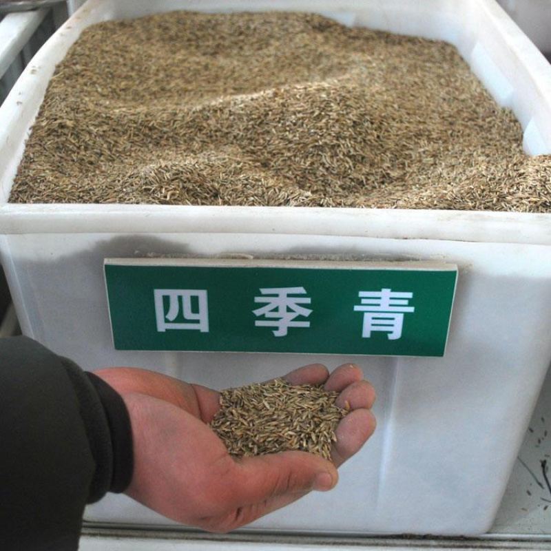 四季青种子耐寒耐旱耐践踏公园护坡绿化荒山复绿优质草籽