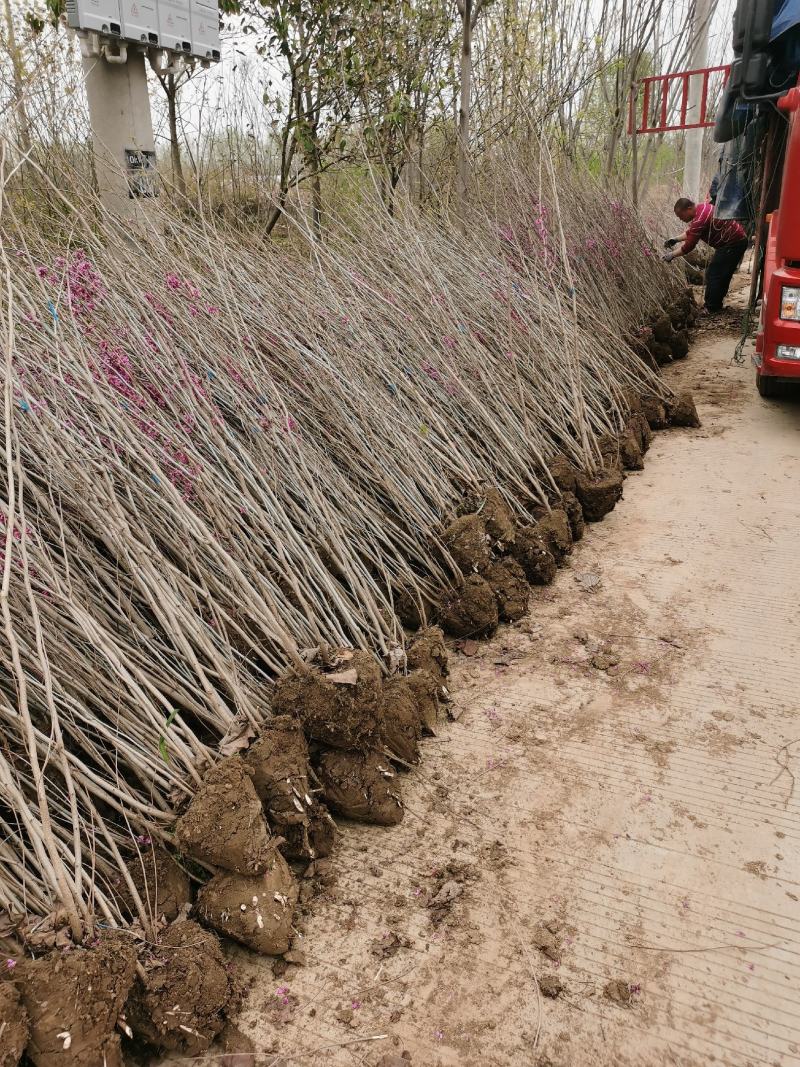 【优选】丛生紫荆1米8高到2米5各种规格丛生紫荆基地批发