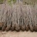 【优选】丛生紫荆1米8高到2米5各种规格丛生紫荆基地批发