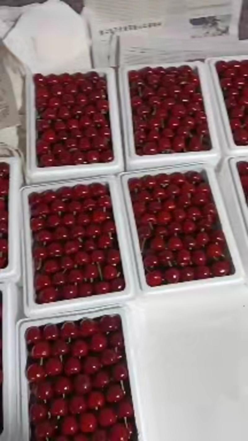 [樱桃]山东美早樱桃上市中，价格便宜，全国发货