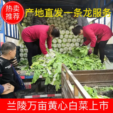 【产地直销】兰陵县黄心大白菜大量上市，量大质优一条龙服务