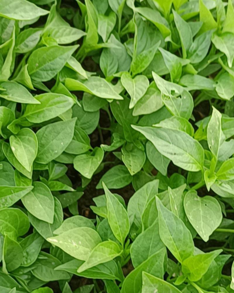 山东椒朵红杂交辣椒苗果大高产抗病分枝多茎杆粗壮