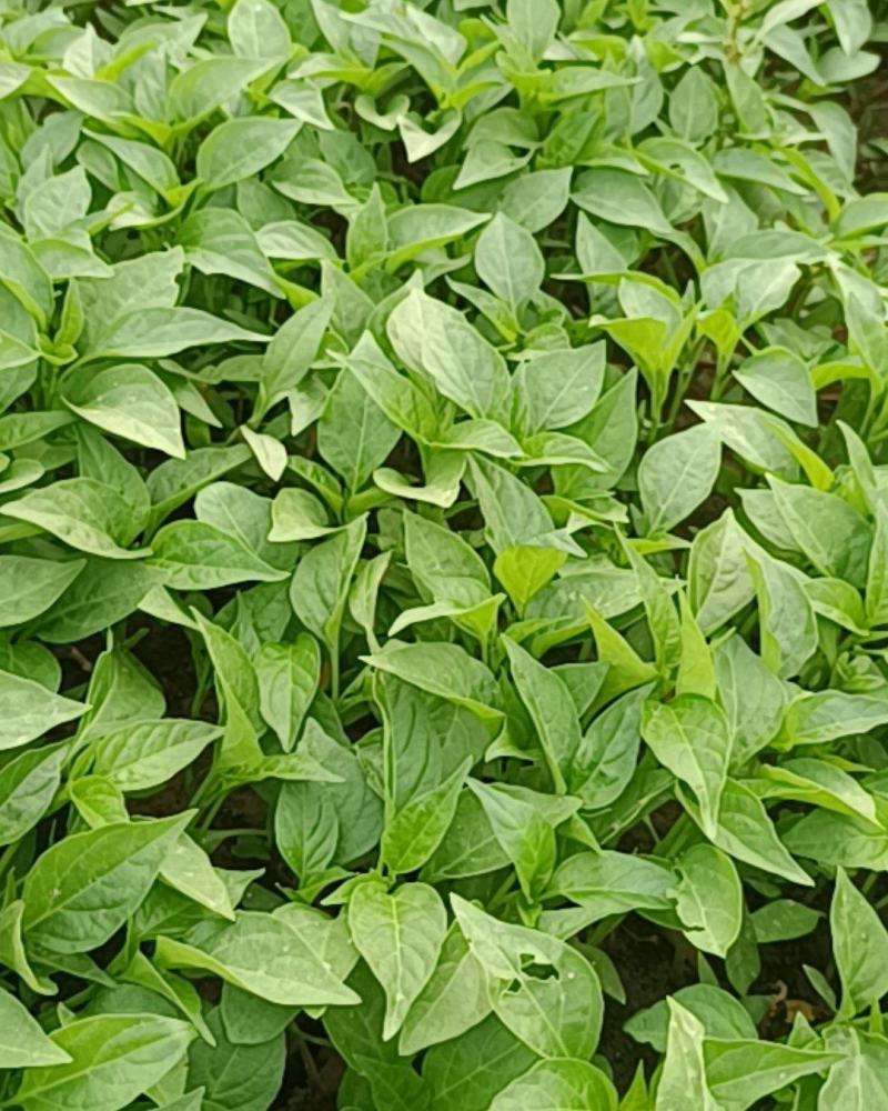 山东椒朵红杂交辣椒苗果大高产抗病分枝多茎杆粗壮