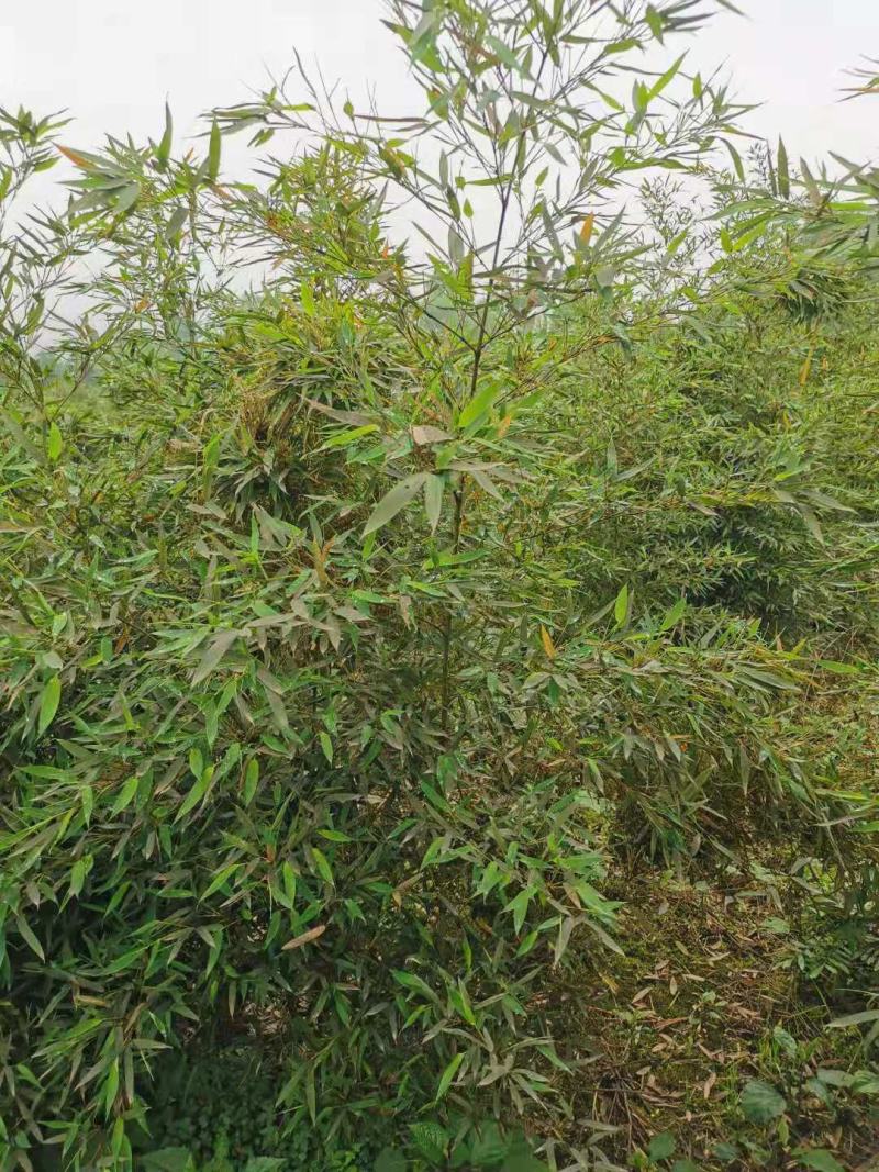 罗汉竹