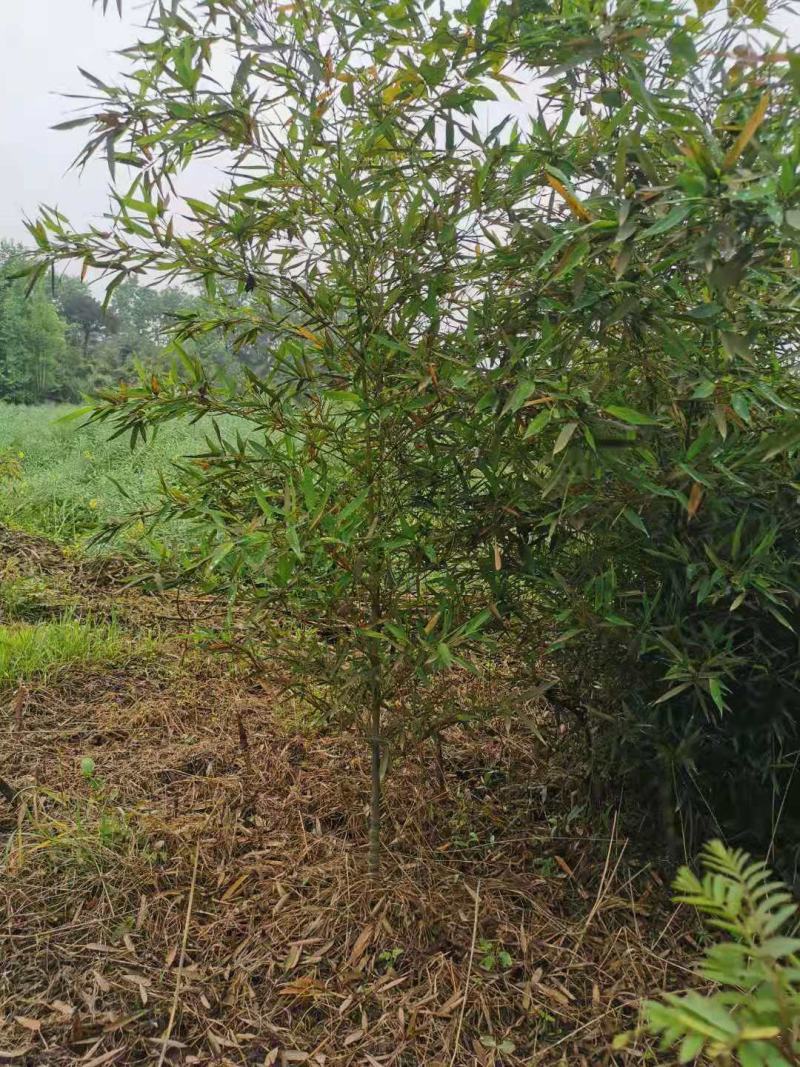 罗汉竹