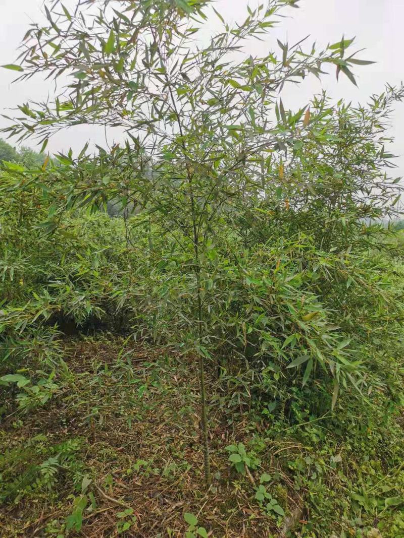 罗汉竹