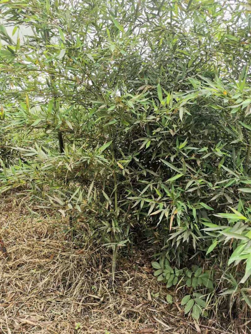 罗汉竹