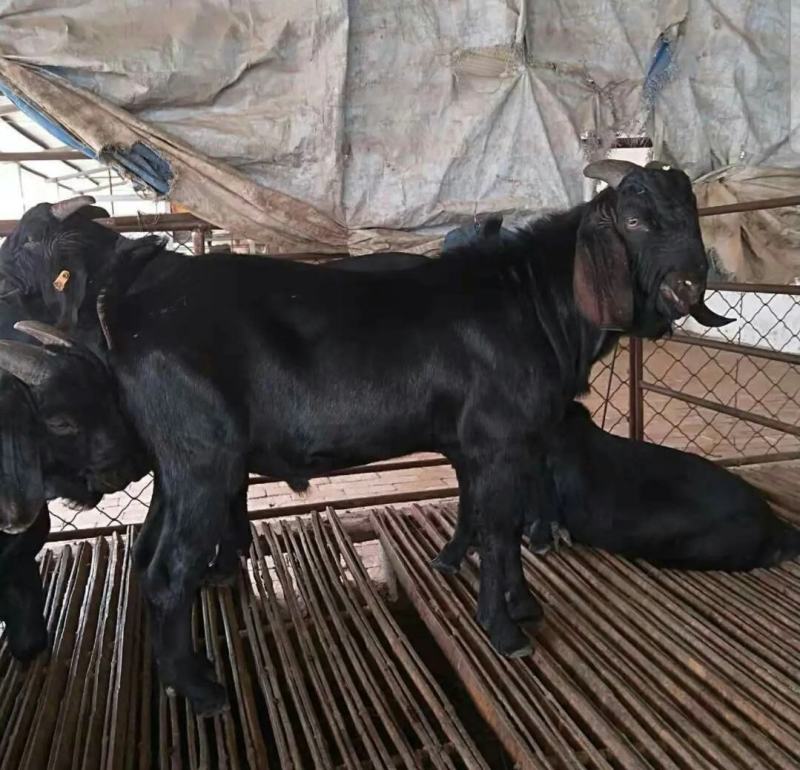 出售努比亚黑山羊生产高一窝3-5只出肉率高抗体强全国发货
