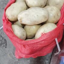 土豆，新鲜土豆，白皮白心洋芋
