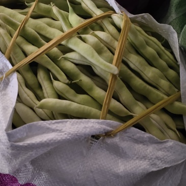 山东高密精品芸豆大量上市