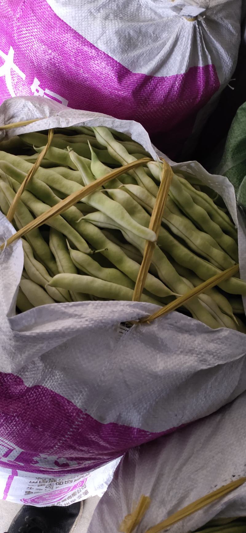 山东高密精品芸豆大量上市