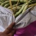 山东高密精品芸豆大量上市