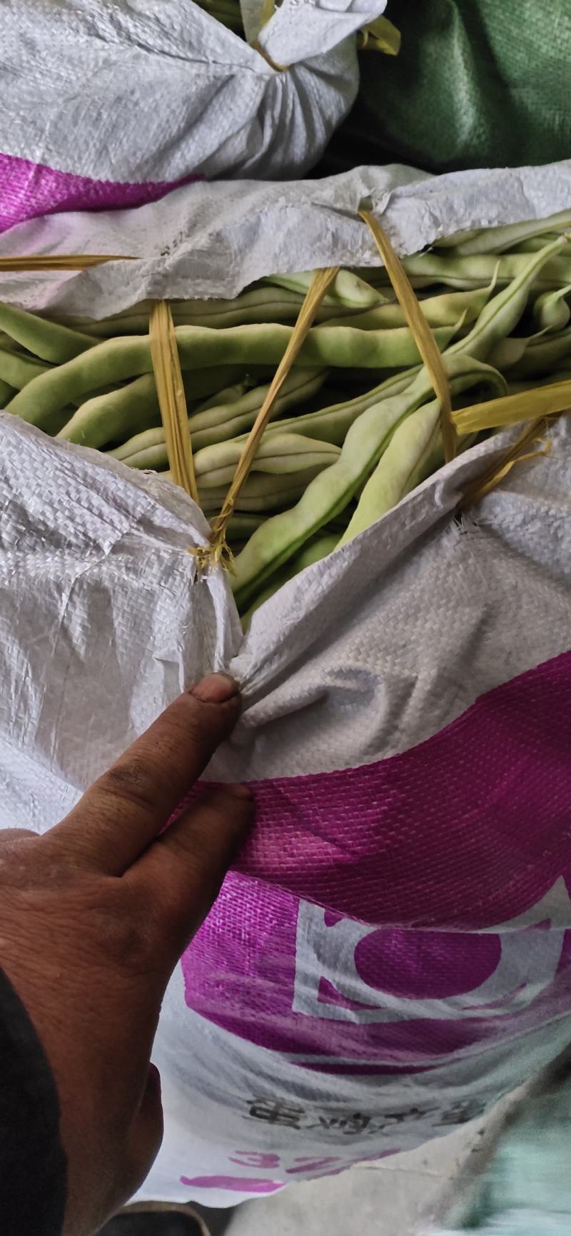 山东高密精品芸豆大量上市