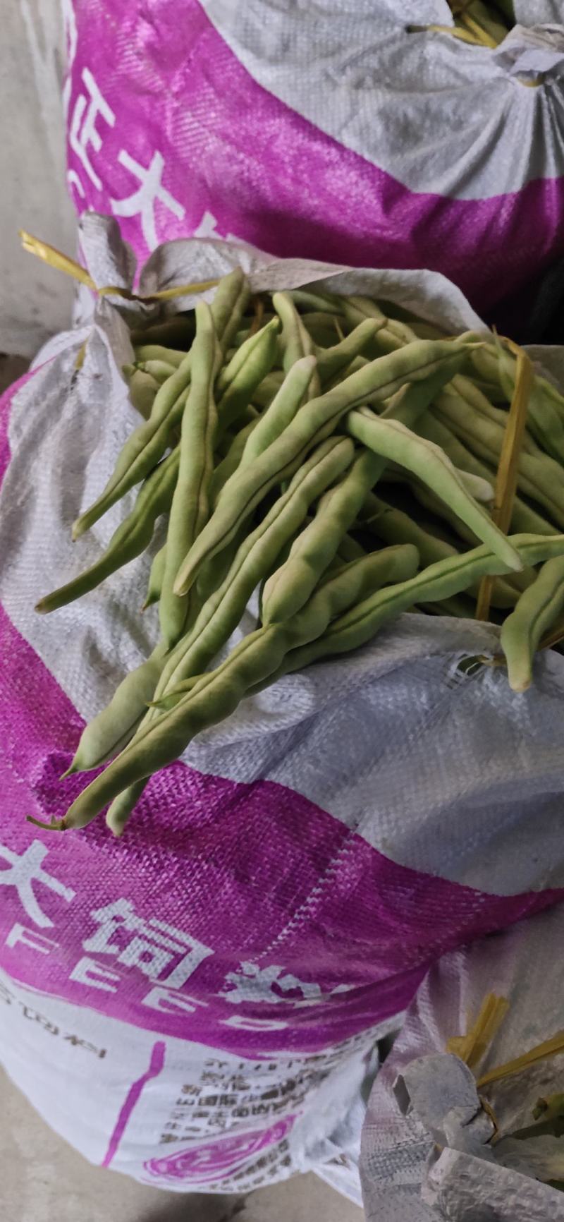 山东高密精品芸豆大量上市