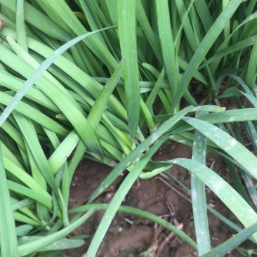 韭菜头茬