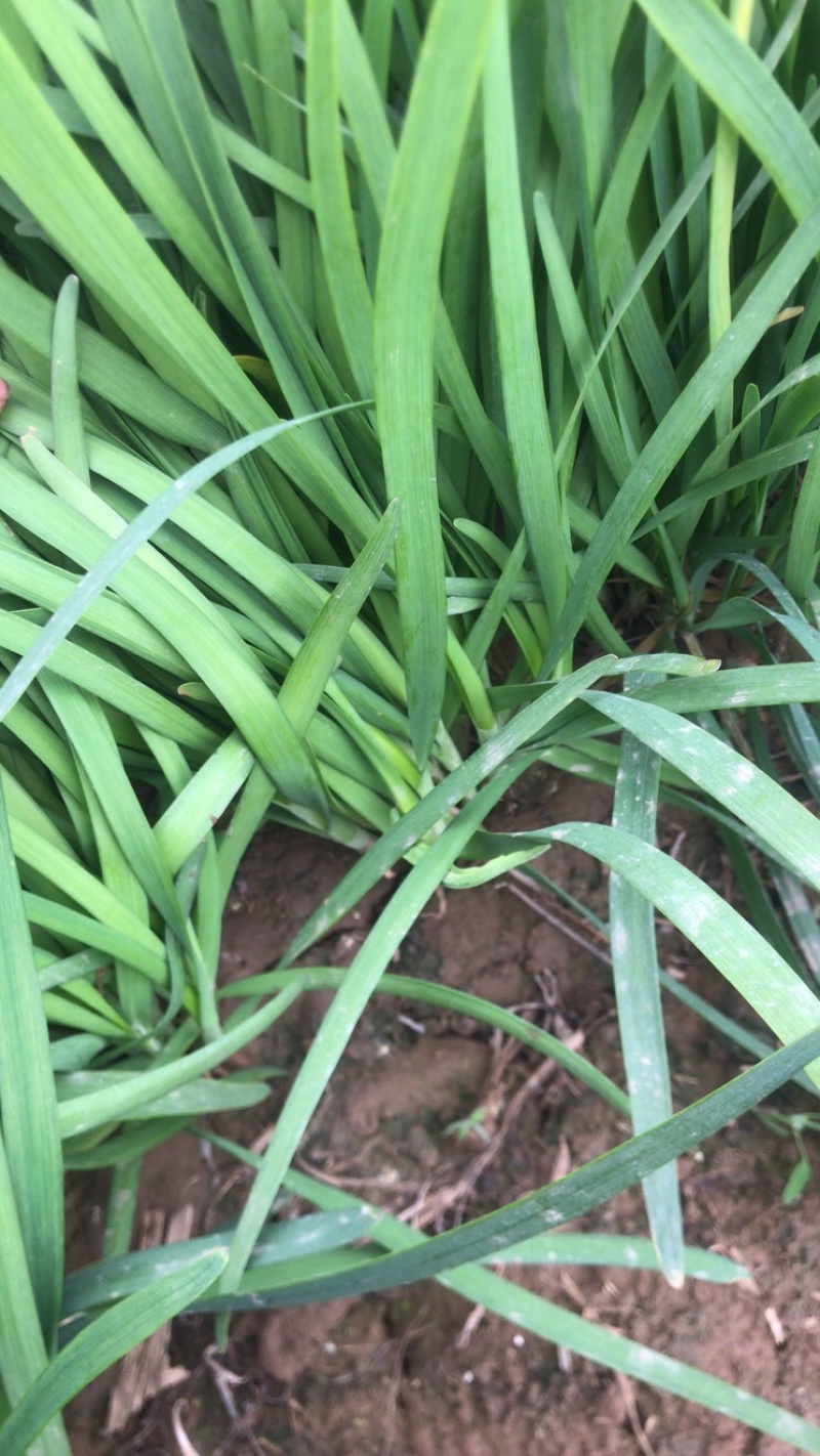韭菜头茬