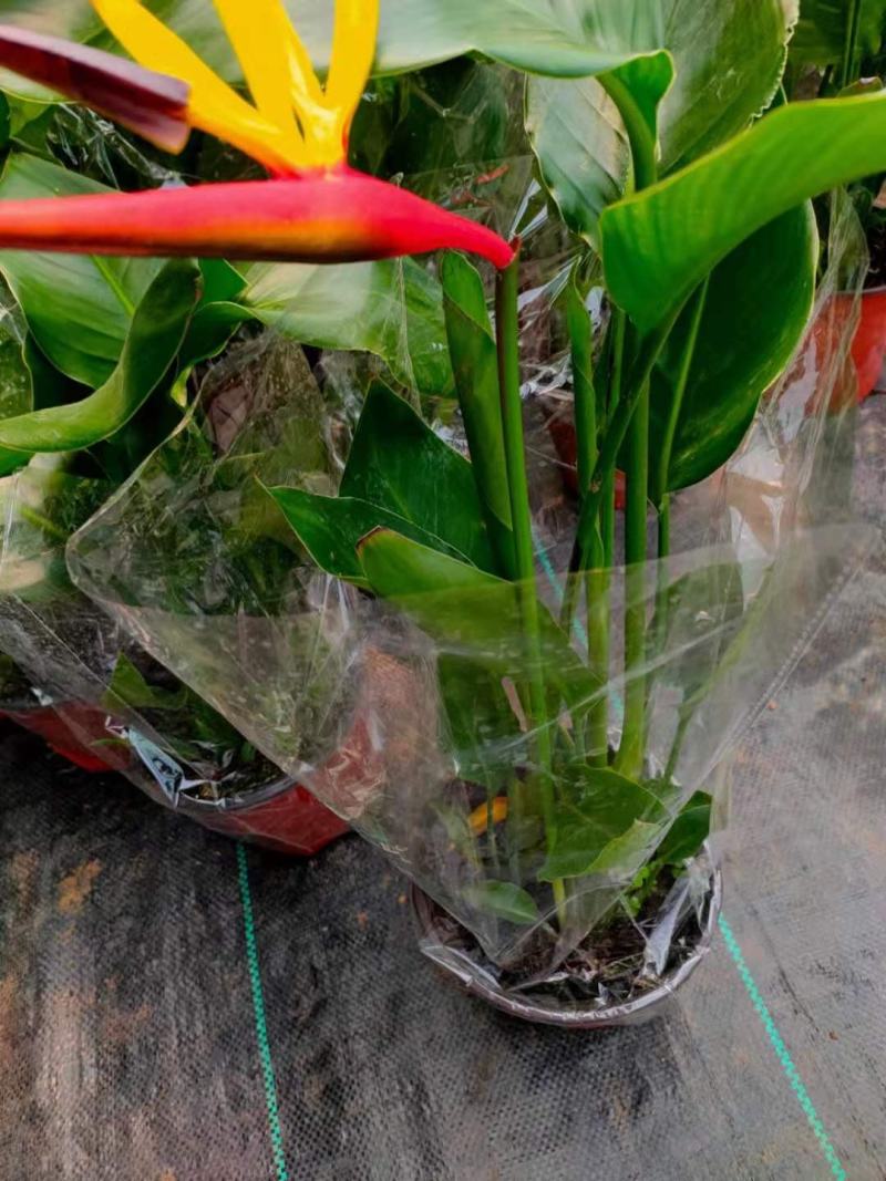 新品天堂鸟盆栽一盆多颗鹤望兰花卉客厅当年开花驱蚊虫吸甲醛
