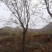 栾树