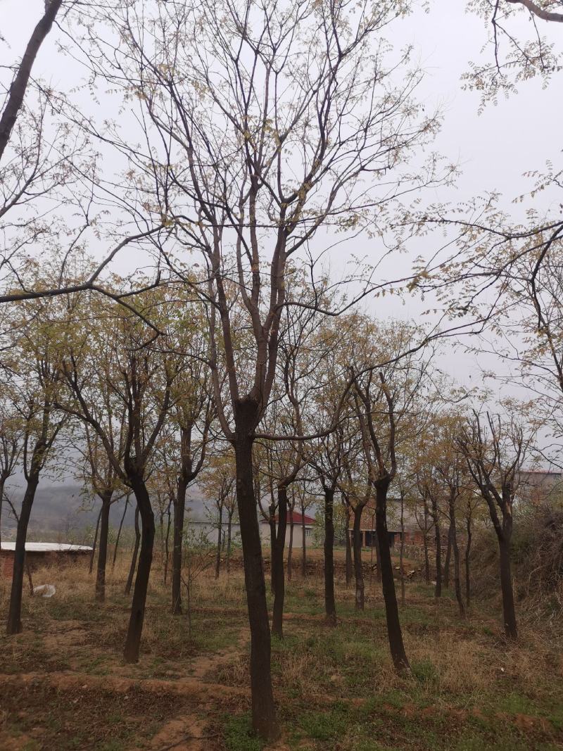 栾树