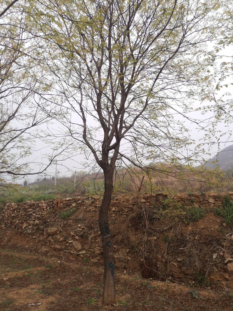 栾树