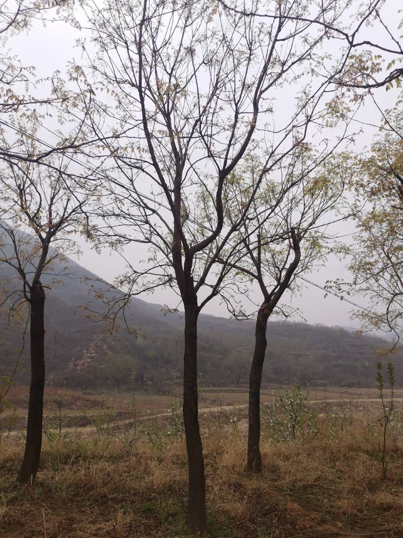 栾树