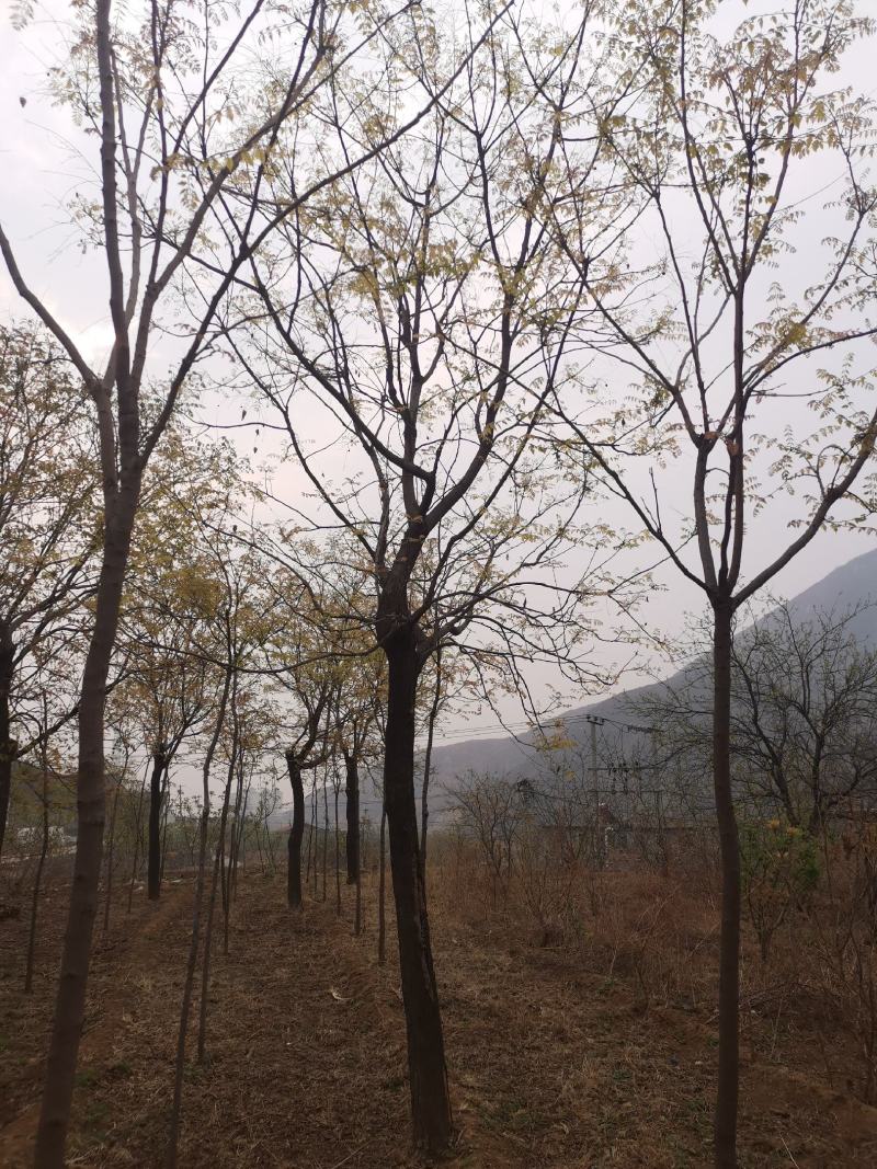 栾树