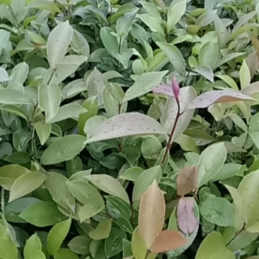 广西柳州融安，油茶苗有保证高产