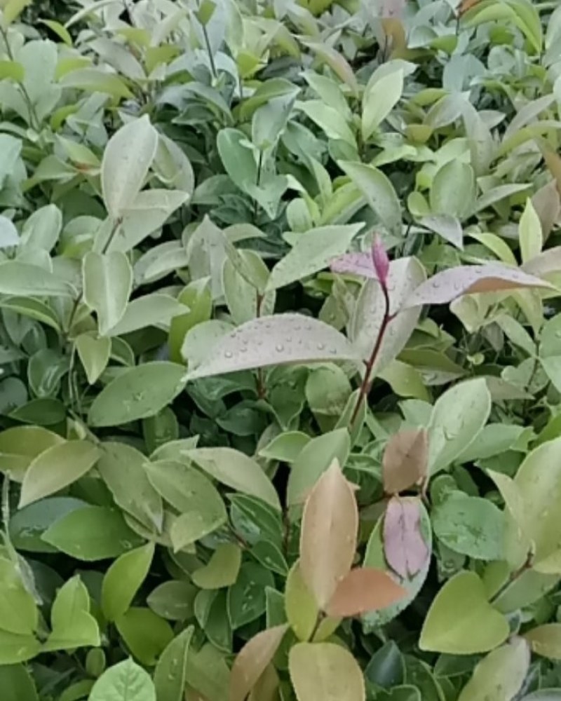 广西柳州融安，油茶苗有保证高产