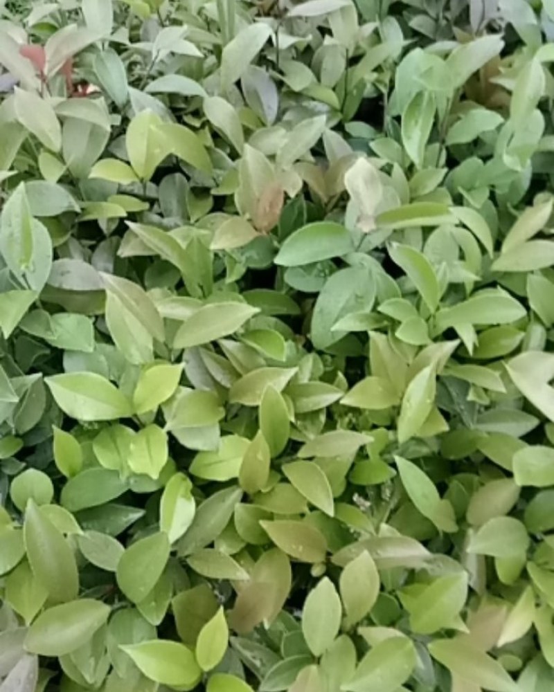 广西柳州融安，油茶苗有保证高产