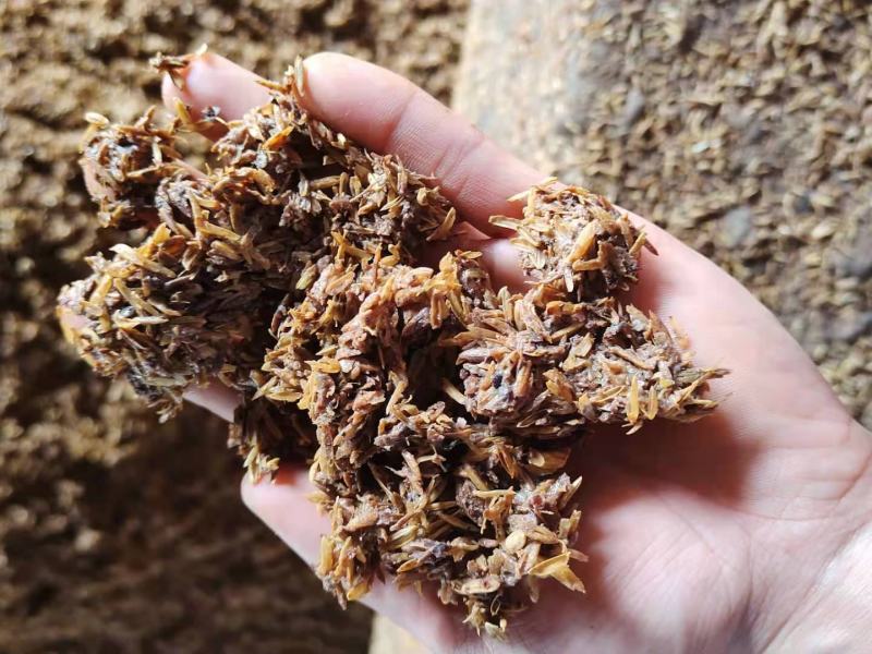 大量出售五粮液白酒糟，每天全国现货发车。量大从优。