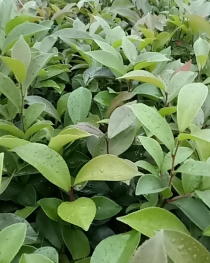 广西柳州融安，油茶苗有保证高产