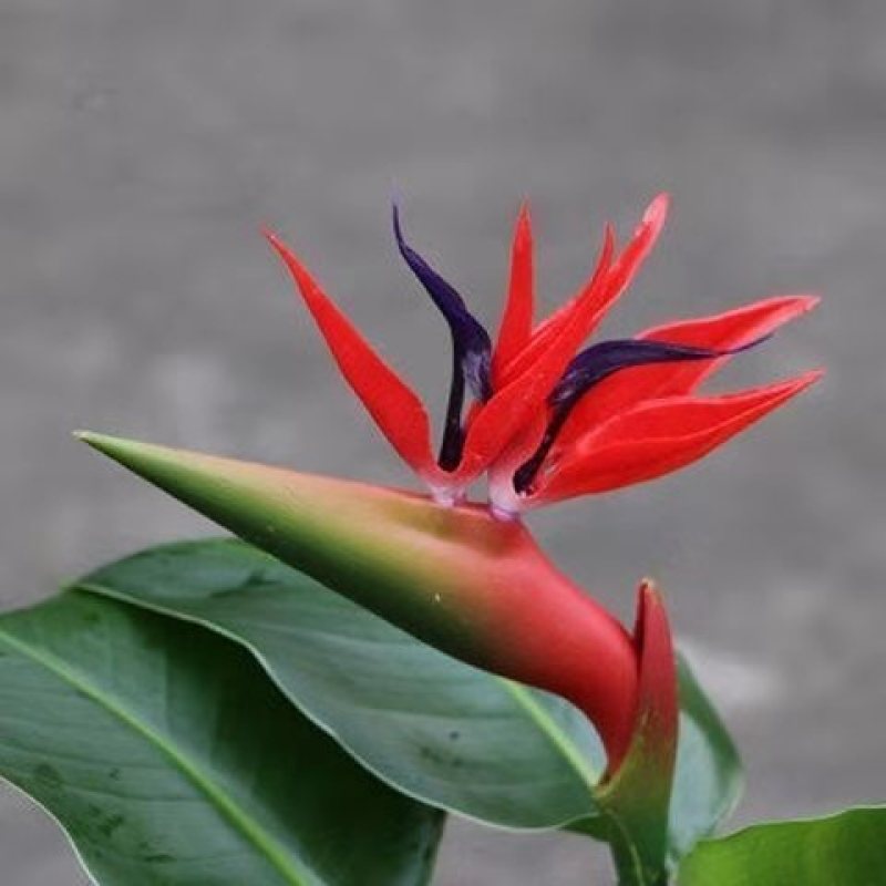 新品天堂鸟盆栽一盆多颗鹤望兰花卉客厅当年开花驱蚊虫吸甲醛