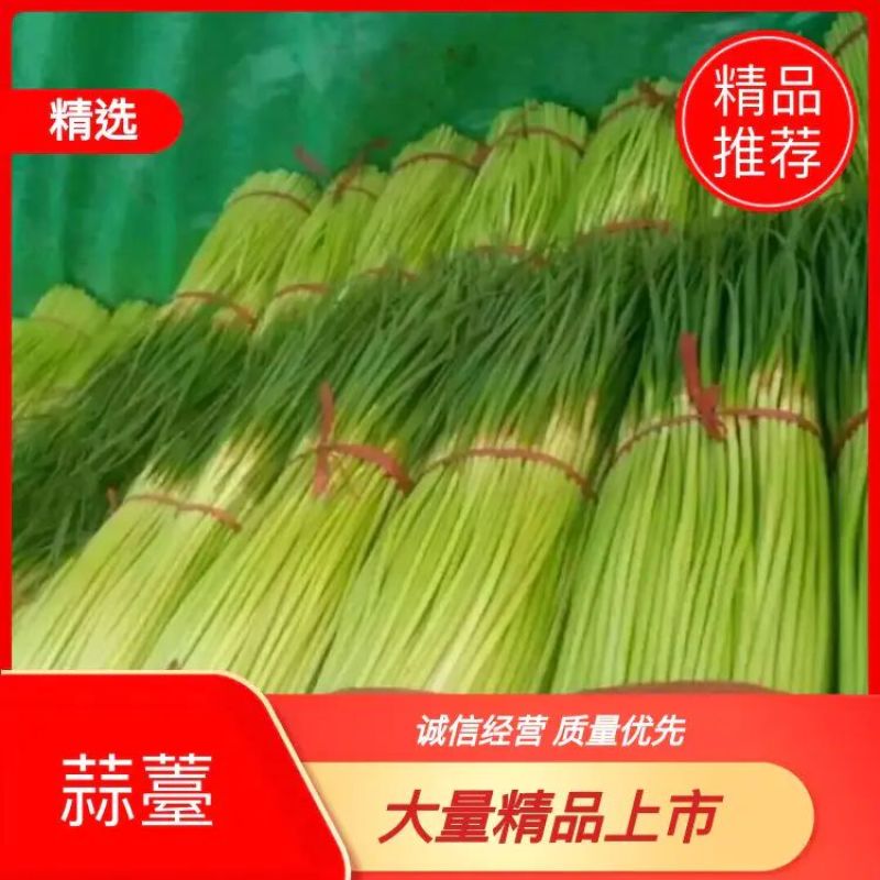 新蒜苔大量上市，红帽蒜苔，产地直发欢迎各位老板前来选购