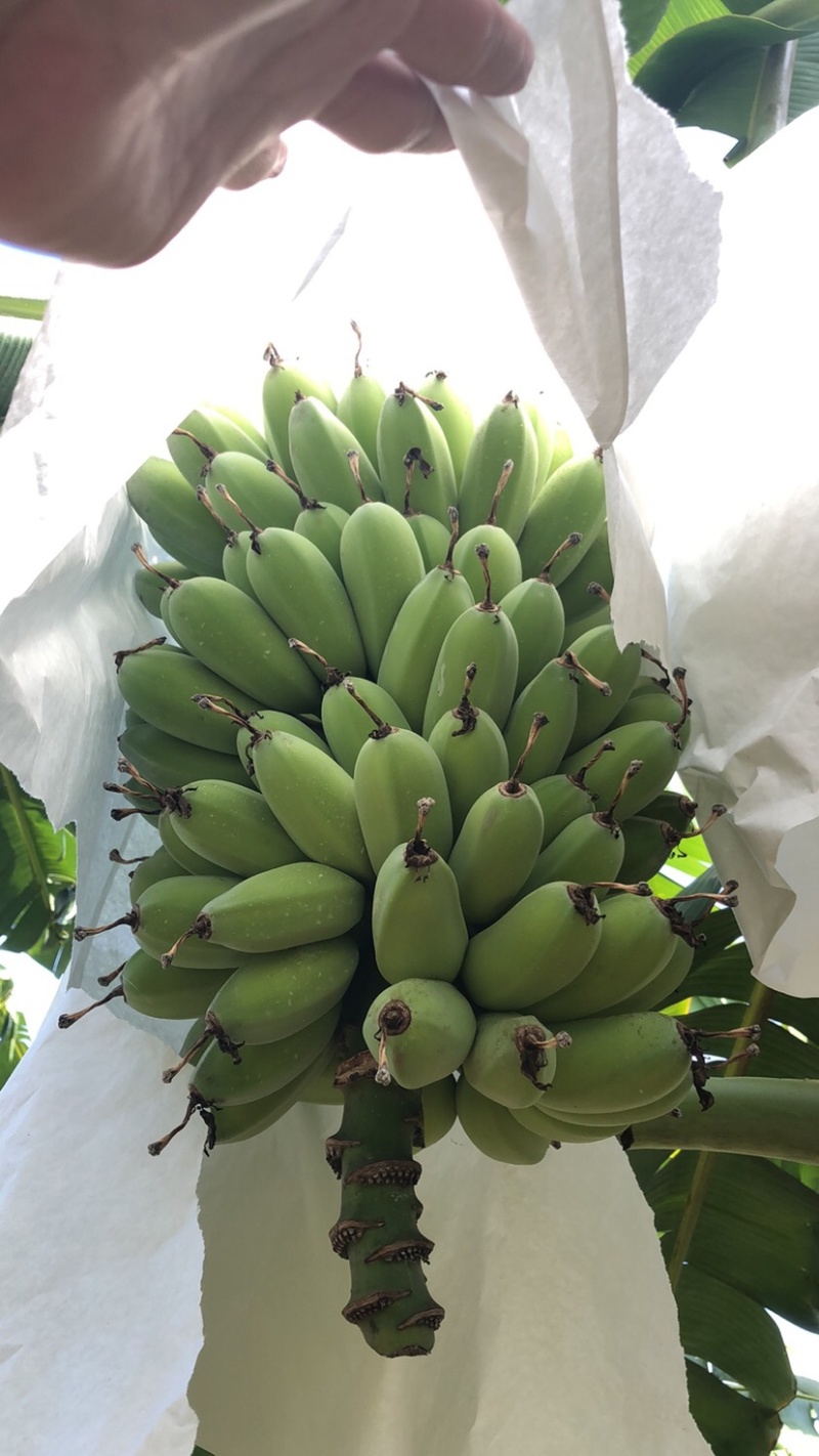 苹果蕉