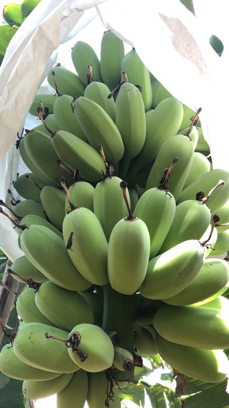 苹果蕉