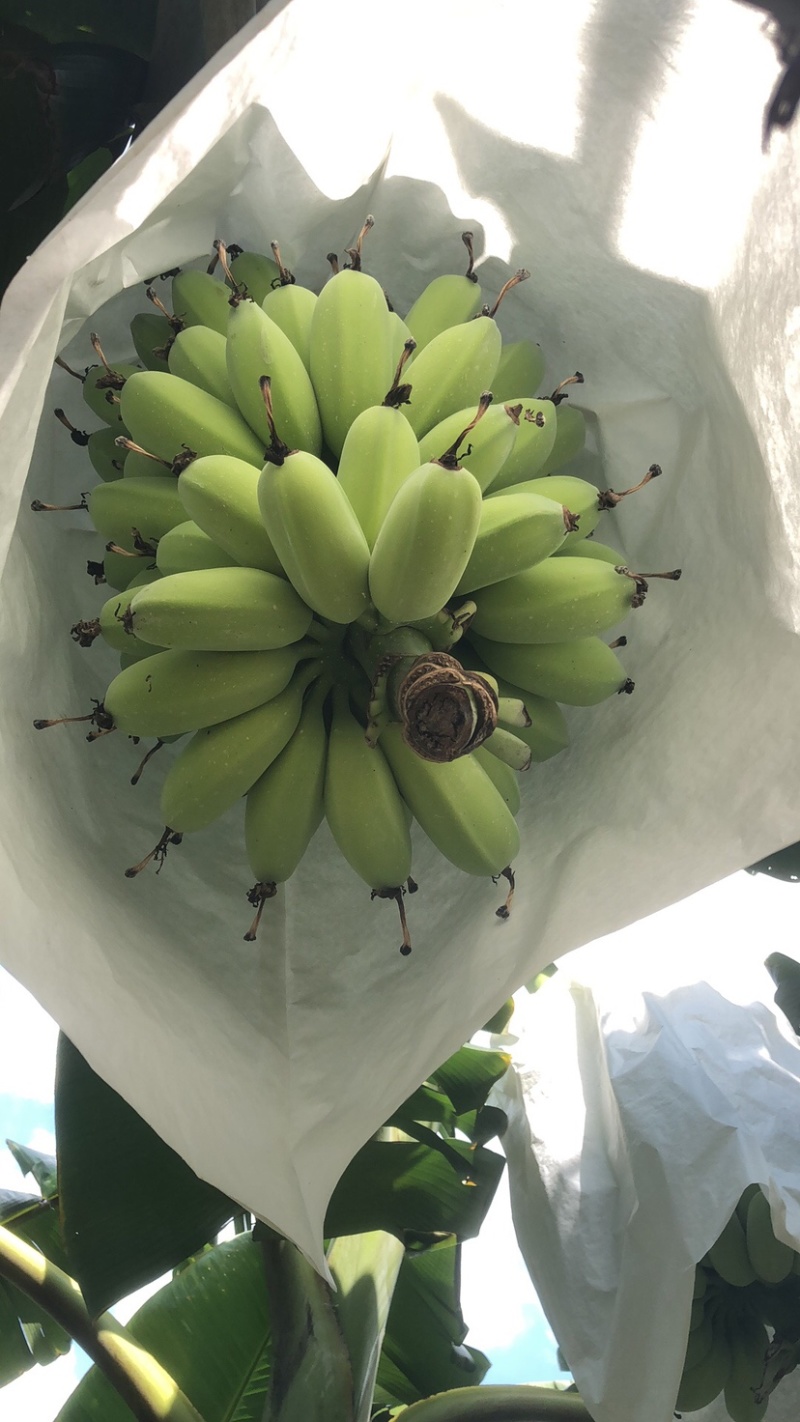 苹果蕉