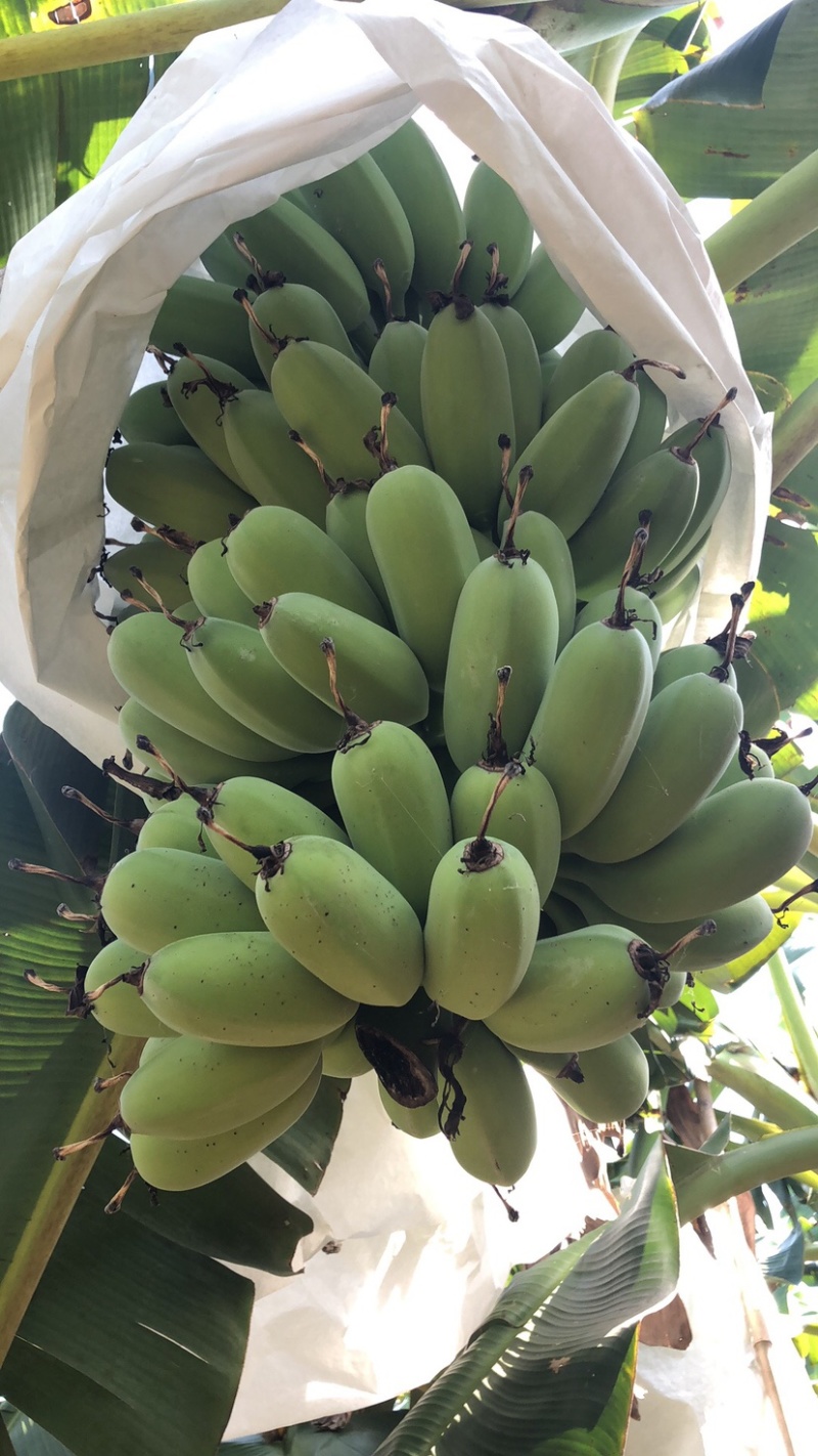 苹果蕉