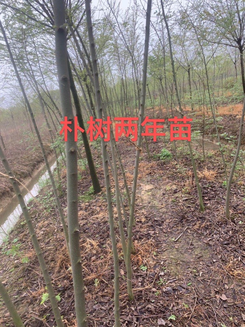朴树小苗，朴树，2_3公分朴树小苗，二年生朴树小苗