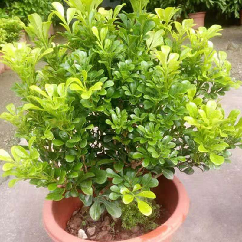 米兰花盆栽花苗室内客厅桌面阳台绿植盆景吸甲醛净化空气植物
